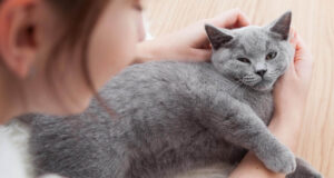 Understanding Poisonous Foods for Cats: Identification and Treatment