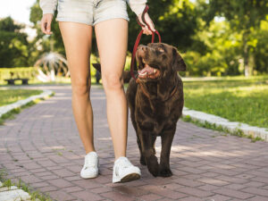 Welcoming a New Pet: How to Introduce Them to Your Dog or Cat