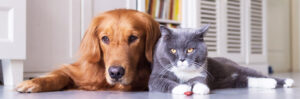 Essential Tips for New Pet Owners
