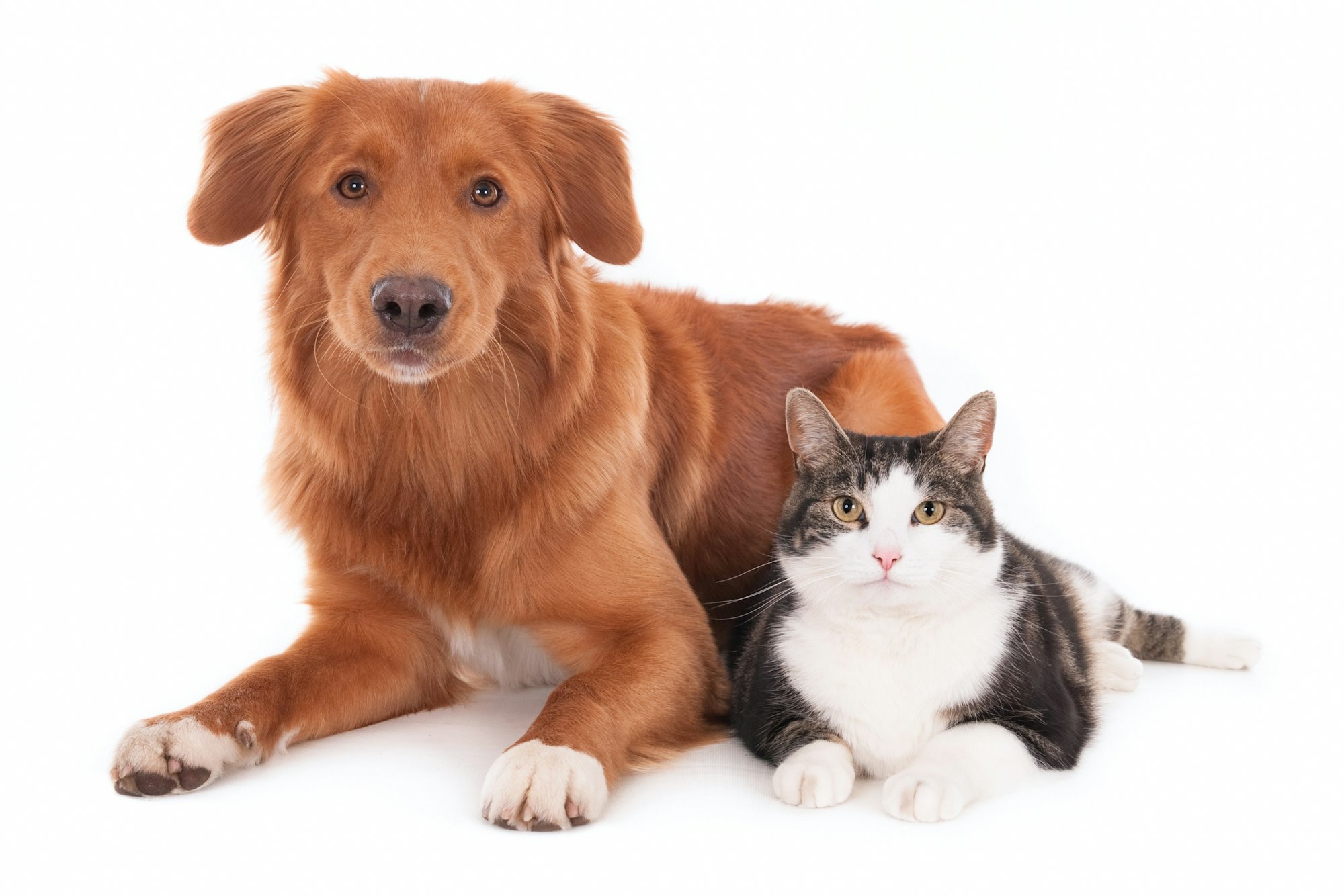Closeup shot of a cat and a dog lying together isolated on a white background